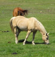 Horse Picture of Chancy