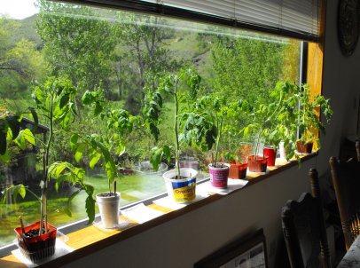 Tomato Plants - Growing Indoors