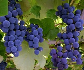 Grapes on the Vine